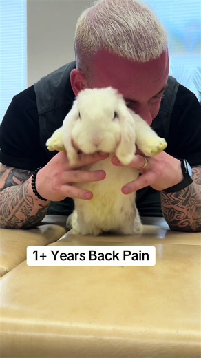 Animal Chiropractic Care for Dogs with 1 Year Back Pain