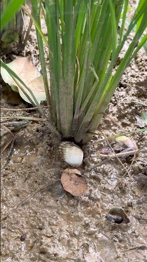 AMAZING PEARLS IN CLAM FOUND #clam #pearls #crystals #oysters #shorts