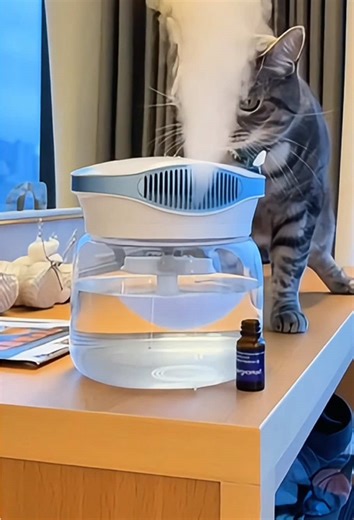 Last Day for Humidifier Sale at Crazy Prices