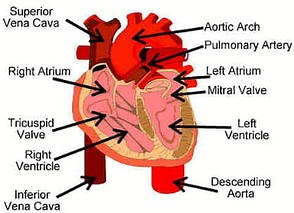 The Respiratory/Circulatory System