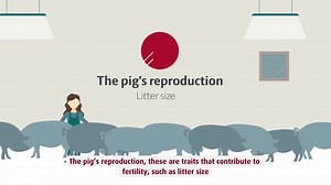 34 reactions · 13 shares | 溺 Our balanced breeding programme... Contributes to the significant breeding progress we see year after year. This results in higher welfare for the pig and a better bottom line for you  This summer, we included new traits in our breeding goals. If you want to learn more about what that means, then watch this video  #breedinggoal #pigproduction #piglets | DanBred | Facebook