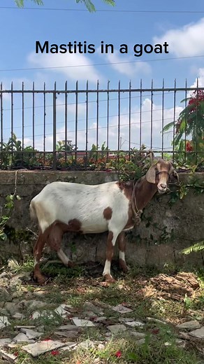 Treating Mastitis in a Goat