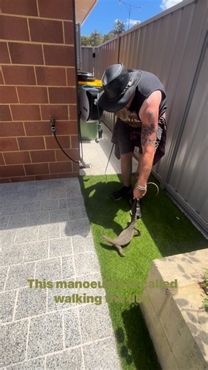 9.8K views · 170 reactions | #Monitor #lizard #walkingthedog | Mad Paulys Reptile Removal | Facebook