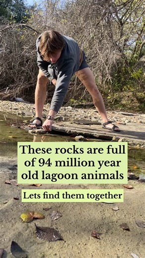 Cretaceous Period Insights: Life and Environment