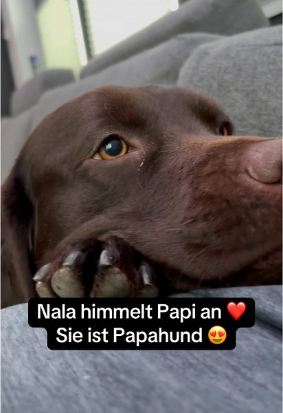 Nala, der Papahund: Ihre Liebe zu Papi ❤️