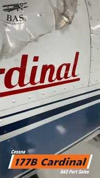 This Cardinal is Ready for Many New Homes! 🎉