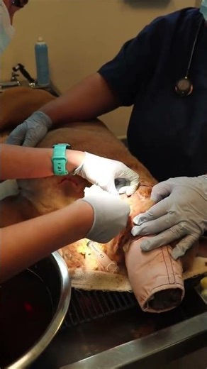 She Thought Her Dog Was Shot… #animalshelter #rescue #veterinary #goodwill #guns #recovery #dogs