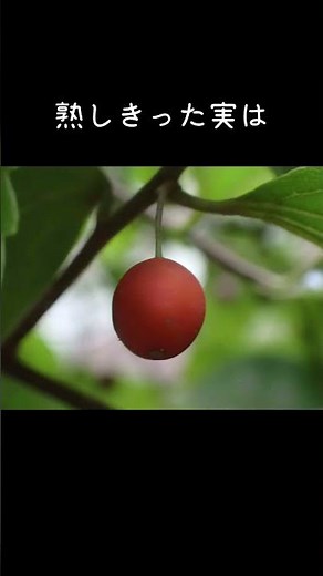 30秒植物紹介【榎(エノキ)の実】 #自然観察 #30秒植物紹介 #gardening