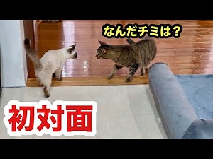 初めての寝室で初対面する先住猫と保護子猫