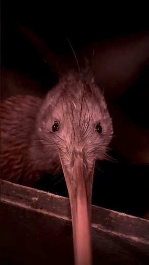 Huevos de Kiwi😱🥝#curiosidades #naturaleza #aves #kiwi #animalesextraños