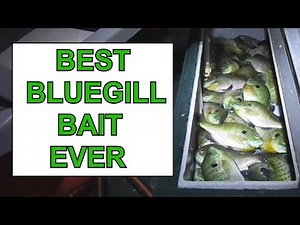 This is the BEST BAIT FOR BLUEGILLS. CATCH MORE BLUEGILLS