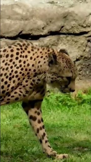 leopard 🐆 sounds #phonk #wildanimals #sound
