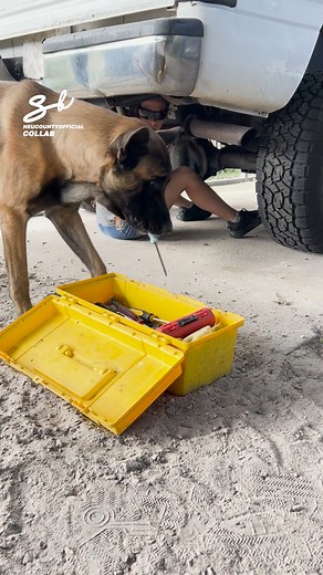 The Mechanic Dog! 🐶 #dogs #cars #mechanic | Supercar Blondie