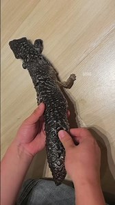 Easy & Gentle Way to Help with Shedding #lizardpeelingskin #asmr #reptiles #lizard #shedding