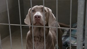 Surrendered to the shelter by her previous family, Belle the Silver Lab is a sweet pup with a lot of love to give! Meet her this weekend on an ALL NEW episode of Lucky Dog. | Lucky Dog