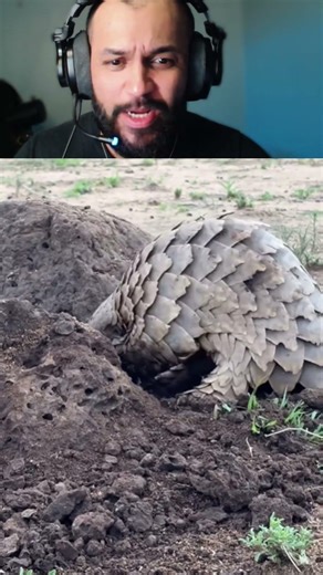 Armadillo vs. Ants