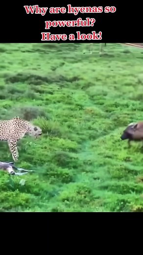 ‏#nature #tiktakchannel5 #wildlife