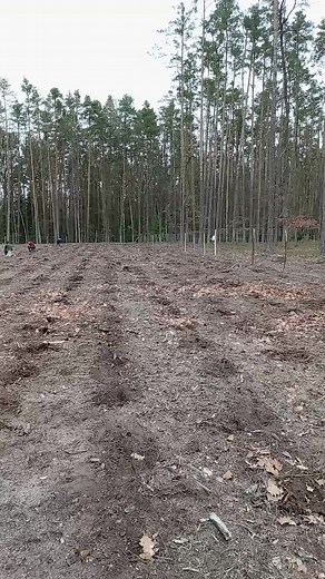 Community Tree Planting Event in the Forest
