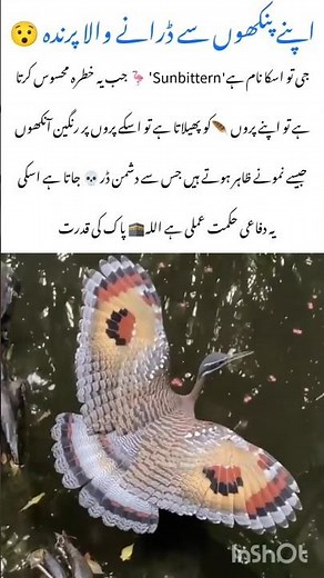 Sunbittern The Bird That Scares With Its Wings #sunbittern #naturefacts #nature #wildlife #shorts