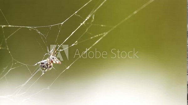 Spider species Araneus diadematus is commonly called European garden spider, diadem spider, orangie, cross spider and crowned orb weaver. It is an orb-weaver spider found in Europe and North America.