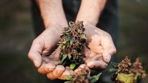 From Memory Impairment To Lung Issues: 7 Signs That Indicate You Are Smoking Too Much Marijuana