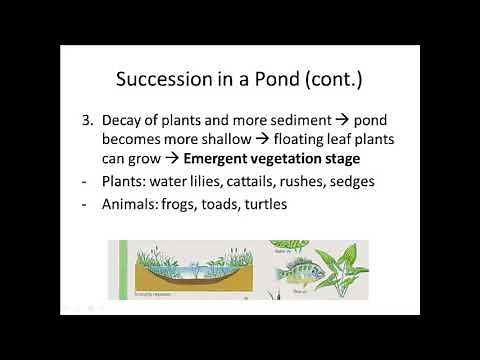 Pond Succession