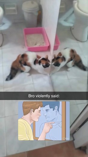 weird cats but ok on Instagram: "Average WikiHow Image fan (source unknown / caption: @weirdcatsbutok )"
