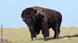 Bison in the Canadian wilderness