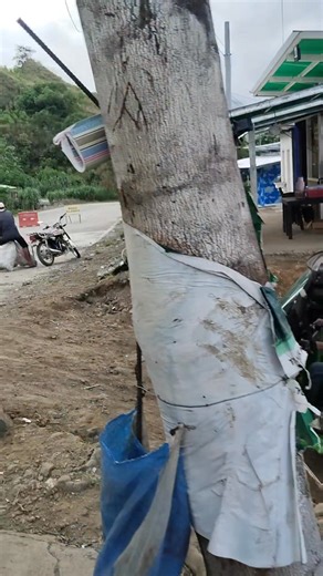 10/30/2025 Update Dri sa overview Palacapao Quezon Bukidnon As of time 6:44am Padayun Ang serbisyu sa Rural transit Bound to Davao -& Bound to Cagayan Via Buda Dawat2x system ghapon Stay safe every one 🙏💪 #viralreelschallenge2025viralreelschallengejaiviralreelschallengeviralreelschallenge | Fruy Lance Tamparong Simene