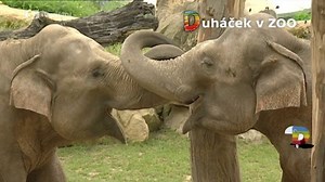 Celoroční soutěž: Duháčkův rok — Duháček v zoo