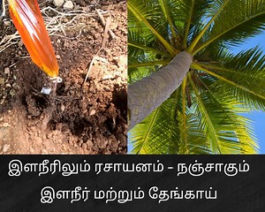 465K views · 9.8K reactions | தென்னை மரத்திற்கு வேர் மூலம்...