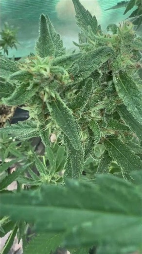 The Secret to Huge Cannabis Buds: Flowering Phase #shorts #cannabis