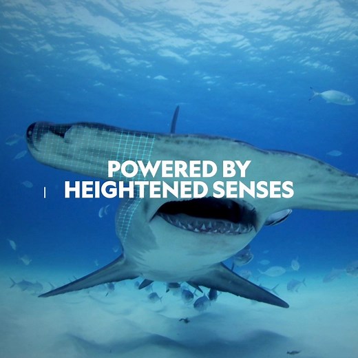 1.3K views · 45 reactions | Find out how sharks are precision engineered to be the ultimate ocean predator. Sharkfest, all this week on National Geographic Wild | National Geographic UK | Facebook