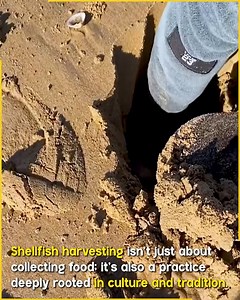 155K views · 126 reactions | Exploring the World of Traditional Shellfish Gathering! #shellfishharvesting | Dominican Sisters of Blessed Imelda | Facebook