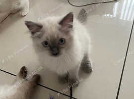 Ragdoll seal point kitten - £250