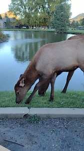 6.5K views · 230 reactions | Cow elk and her baby walked up to my van! So beautiful. #elk #cowelk #babyelk #estespark #estesparkcolorado #wildlifephotography #wildlife #wildlifevideos #coloradowildlife #Colorado #amazingvideo #wildlifeplanet #wildlifeonearth #reelsfb #reelsvideo #viralreels #foryou | Colorado Adventures | Facebook