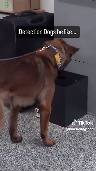 K9 Heroes: Training with the Secret Service in DC