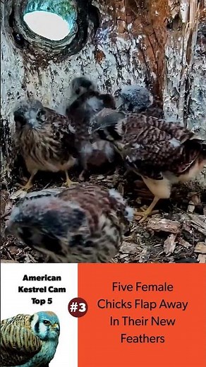 American Kestrel Cam Top 5 in 2025: Five Female Chicks Flap Away In Their New Feathers