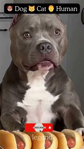 Cat Takes It Slow… Dog Goes CRAZY 😳 | Funny Eating Race #shorts