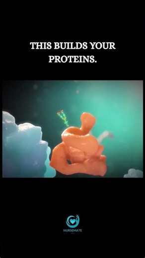 👉 This Is How Proteins Are Made Inside You…