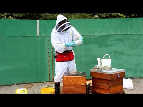 Varroa sugar shake method