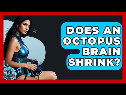 Does An Octopus Brain Shrink? - The Marine Life Explorer
