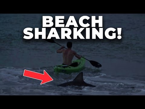 Beach Sharking in FLORIDA!