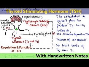 Thyroid Stimulating Hormone | Regulation | Function | Readymade notes for exam