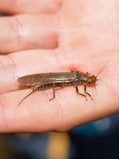 What is your favorite Stonefly pattern? 🦟 The majority of a trout’s diet comes from aquatic insects aka bugs. There are four major types (mayflies, caddis, stoneflies, and midges). Today, let’s talk about Stoneflies. Stoneflies grow up on the bottom of a river for a few years, then crawl out onto rocks & logs and become adults. Stoneflies can get really BIG (some adults & nymphs can reach 2 inches in length)! My favorite way to fish Stonefly patterns is with a dry dropper rig. My go-to nymph pa