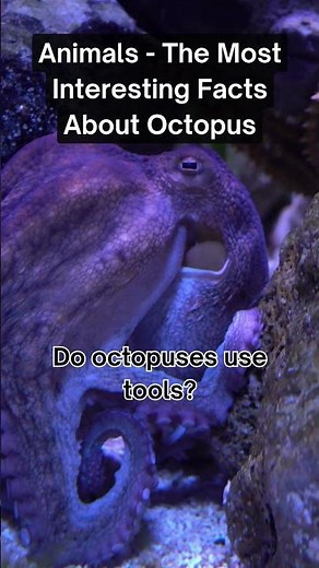 Tool Use in Octopuses: Nature’s Smartest Invertebrate