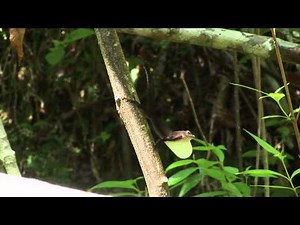 Cuba Endémica - Unique lizards from Cuba. Full HD.