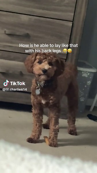 Incredible Flexible Puppy Tricks