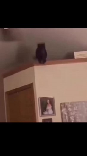 Vidéos de Aughhh_moment (@only_aughh) avec Aveces - el_jas_2.0