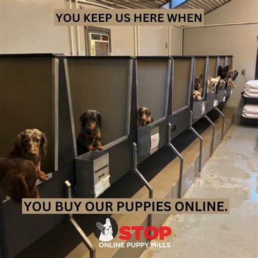 18K views · 422 reactions | This commercial dog breeder breeds dogs...